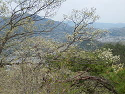扇山が見える