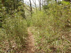 篠・草が多い場所を数十メートル行く