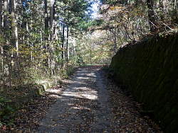 植林地の中の道