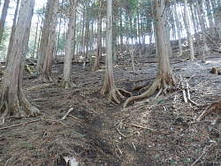 植林地の斜面を登る