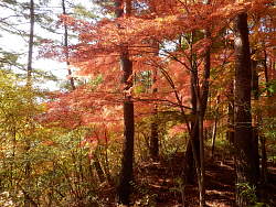 門跡辺りの紅葉