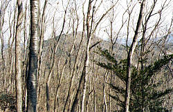 東の寅巳山